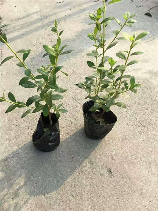毛鹃1 