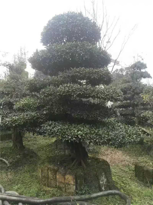 金弹子桩头2 