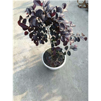 红继木1 