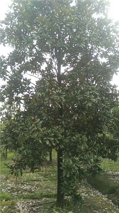 广玉兰1 