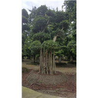 小叶榕桩头1 