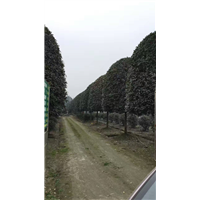 桂花1 