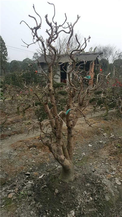 腊梅桩头1 