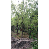 柳树4 