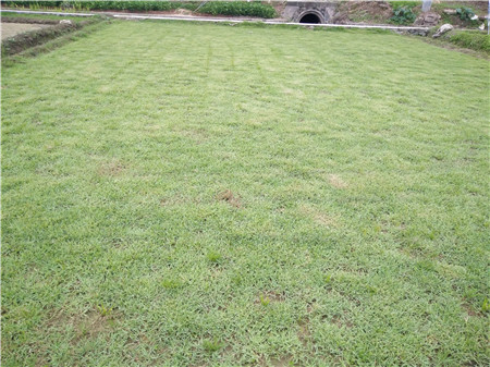 贵州基地直销兰引三号草皮|基地直销兰引三号草皮|草皮供应 