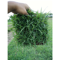 江西兰引三号草坪价格|兰引三号草坪价格|**庭匠草皮基地 