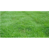 来宾基地直销百慕大草皮|基地直销百慕大草皮|直销草皮 