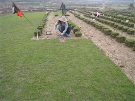 广西直销马尼拉草坪—直销马尼拉草坪—草坪价格 