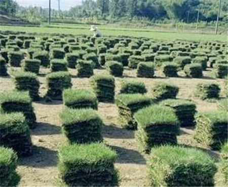株洲马尼拉批发—马尼拉批发—草坪供应 