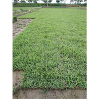 桂林基地直销兰引三号草坪|基地直销兰引三号草坪|哪里有草卷 