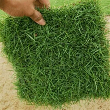 湖南台湾青|草皮|台湾青草皮价格 
