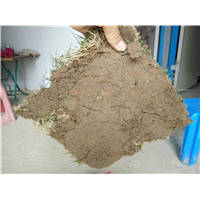 江西台湾青草卷供应|直销草皮|哪里有台湾青 