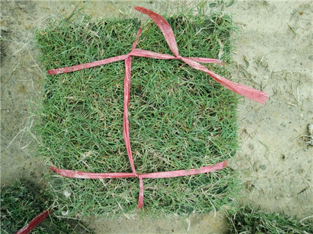 贵州台湾青价格|哪里有草卷|优质台湾青 