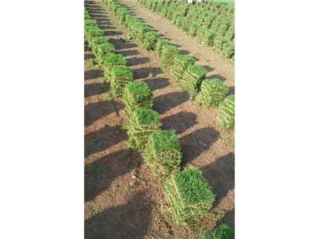来宾优质马尼拉草皮批发—优质马尼拉草皮批发—哪里有草卷 