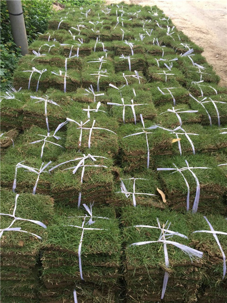 广西基地直销台湾青草坪|草坪|大量现货台湾青草皮 
