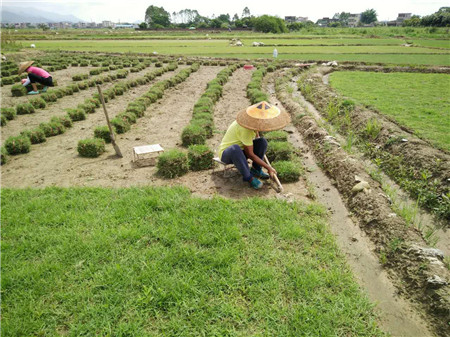 贵阳供应兰引三号|供应兰引三号|直销草皮 