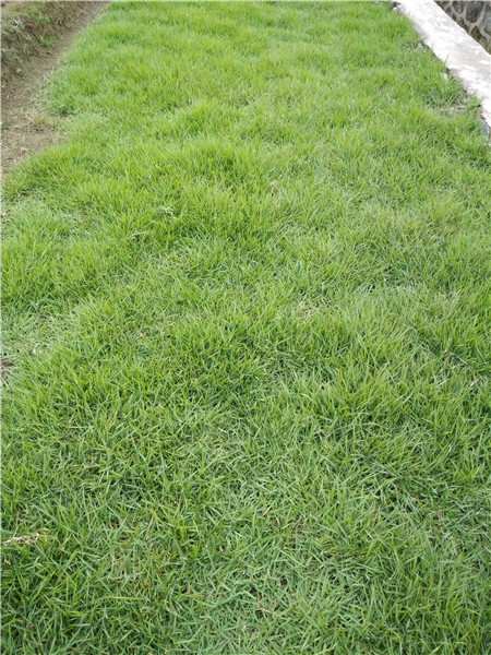 邵阳兰引三号草坪基地|兰引三号草坪基地|草皮供应 