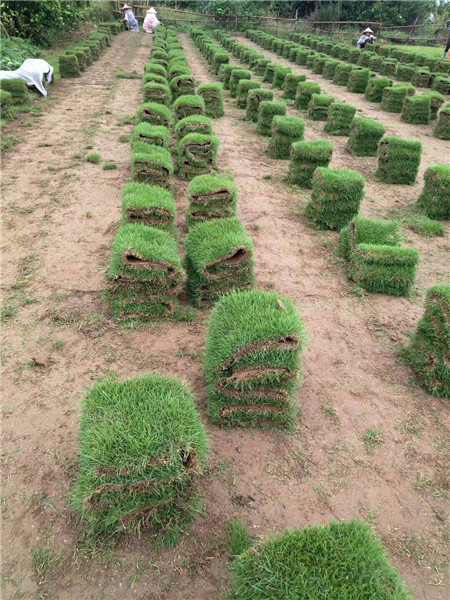 贵阳百慕大草坪价格|百慕大草坪价格|**湖南庭匠草皮 