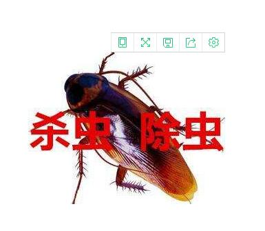 柯桥灭鼠公司▎柯桥除四害 