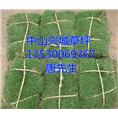 中山马尼拉草皮#中山绿化草皮种植基地