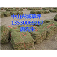 中山**马尼拉草%中山马尼拉草