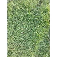 广东草皮【品种夏威夷草】广东草皮基地3