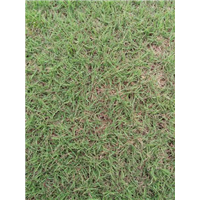 广东草皮【品种百慕达草】广东草皮基地1