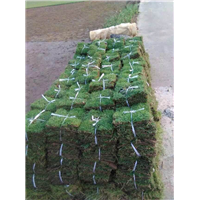 珠海草皮-珠海绿化草皮基地正式供应草皮 