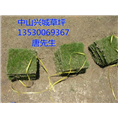 中山草皮价格#中山绿化草皮种植基地