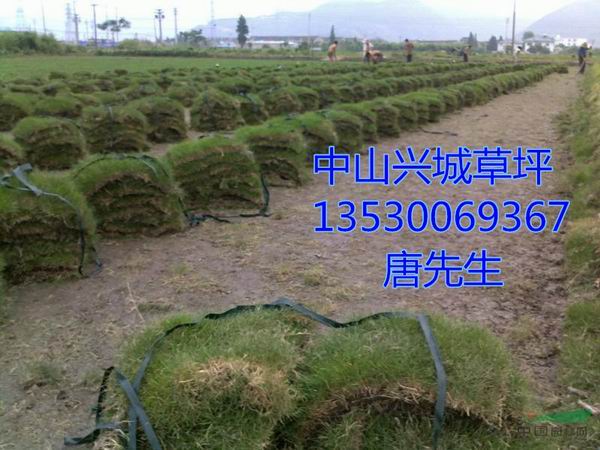 中山草皮%中山马尼拉草皮
