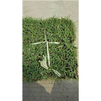 广东草皮【品种百慕达草】广东草皮基地