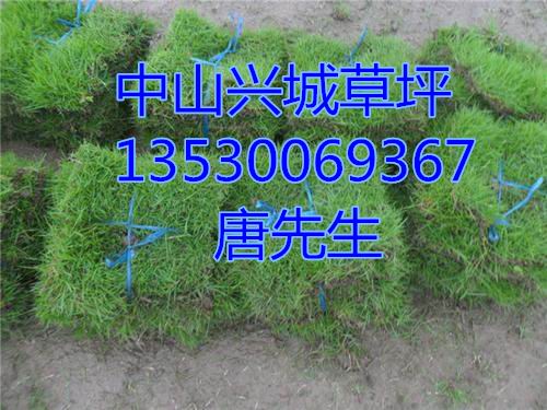 中山草皮+中山草坪+中山马尼拉草坪