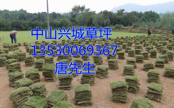 中山草皮+中山绿化草皮种植基地