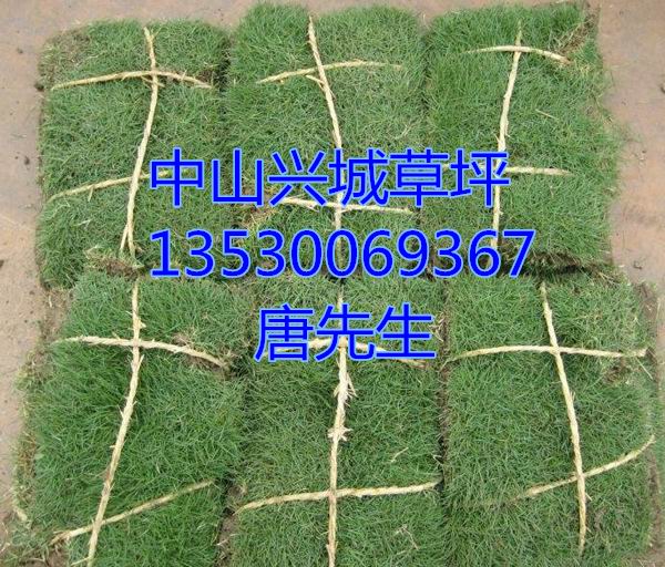 中山马尼拉草皮#中山绿化草皮种植基地