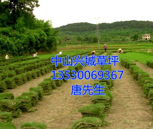 中山马尼拉草皮&中山马尼拉草皮
