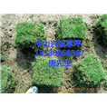 中山草皮+中山绿化草皮+中山马尼拉草坪