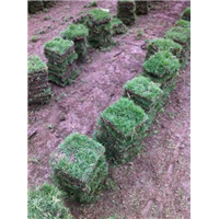珠海草皮|转为珠海各种工程提供草皮 