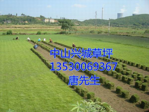 中山草坪%中山草坪绿化基地