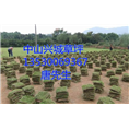 中山草皮+中山绿化草皮种植基地