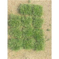 广东草皮【品种兰引三号】广东草皮基地4