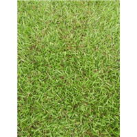 广东草皮【品种大叶油草】广东草皮基地1