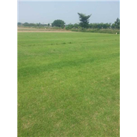 广东草皮【品种兰引三号】广东草皮基地5