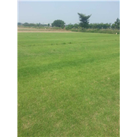 中山草坪基地|中山草皮价格|中山草皮4
