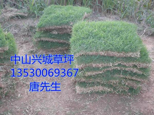 马尼拉草坪%中山马尼拉草坪