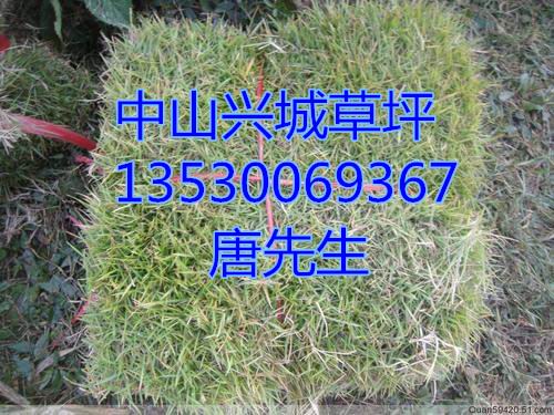 中山马尼拉草皮—中山绿化草皮种植基地