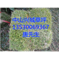 中山马尼拉草皮—中山绿化草皮种植基地
