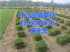 中山草皮&中山草皮种植基地