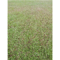 广东草皮【品种大叶油草】广东草皮基地