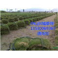 中山草皮%中山马尼拉草皮