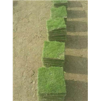 珠海大叶油草皮一平方多少钱？珠海草皮 